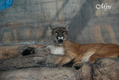 動物園ウォッチング～③ネコ科も猫か・・・_d0064000_23331037.jpg