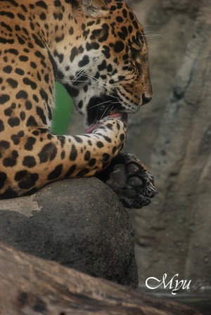 動物園ウォッチング～③ネコ科も猫か・・・_d0064000_23362144.jpg