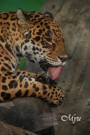 動物園ウォッチング～③ネコ科も猫か・・・_d0064000_23364695.jpg