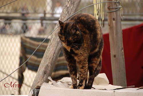 動物園ウォッチング～③ネコ科も猫か・・・_d0064000_23374127.jpg