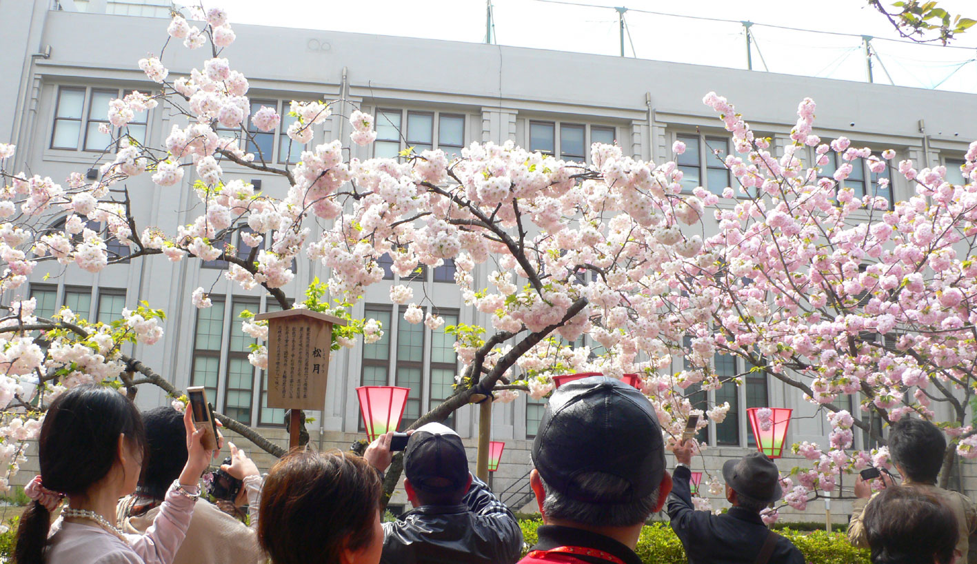 お花見２ー造幣局の通り抜けー_d0079801_18495568.jpg