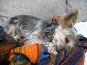 c0222805_2293685.gif