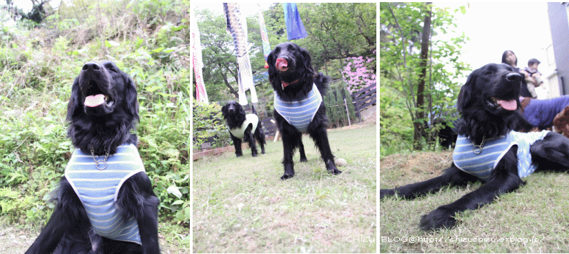 c0017311_21492426.gif