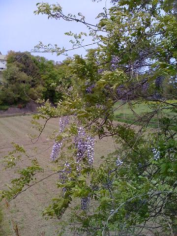 e0020011_143246.jpg