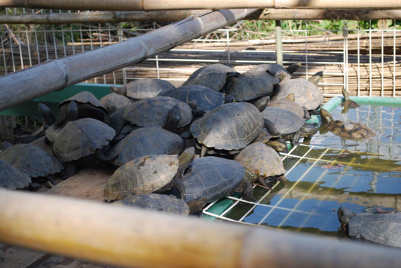 4 25 冬眠明け 新 亀工房の 今日も甲羅干し
