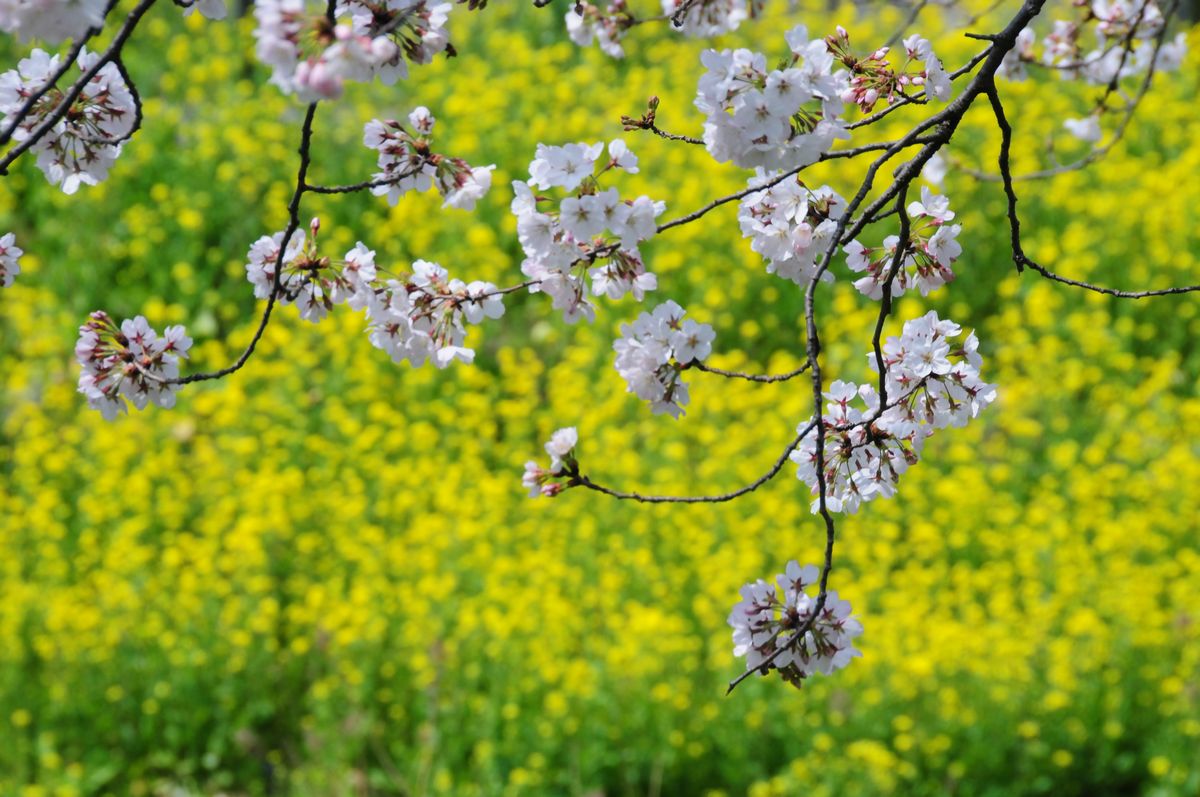 菜の花のある風景_f0133213_20123489.jpg