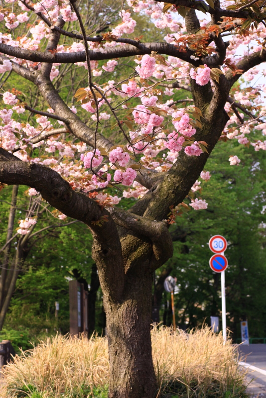 八重桜が咲いていました_b0165522_13264521.jpg