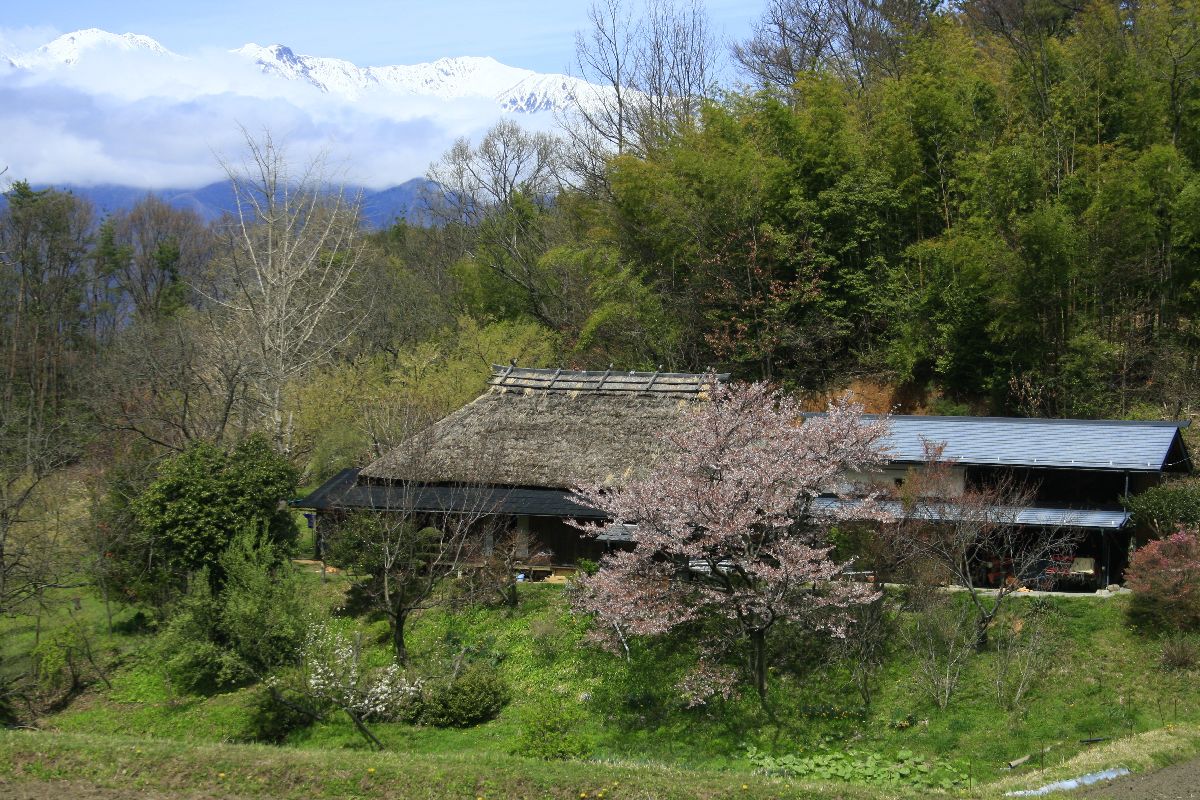 巨桜の花の梢 _c0104227_72384.jpg
