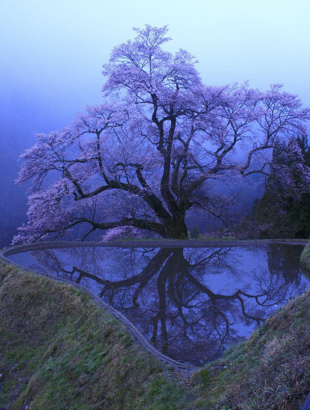 巨桜の花の梢 _c0104227_72956.jpg