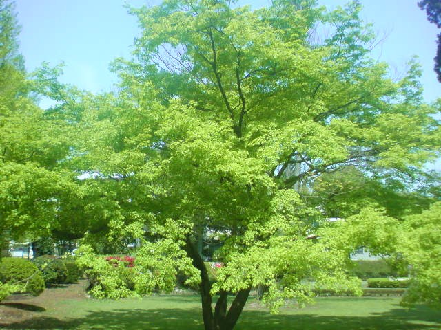 俺も年頃 _e0016828_12532016.jpg