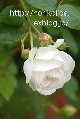 White Rose 41 ソンブレイユ 飯田典子blog 光と風の記憶 ぺ ヨンジュンとバラに恋する写真家日記