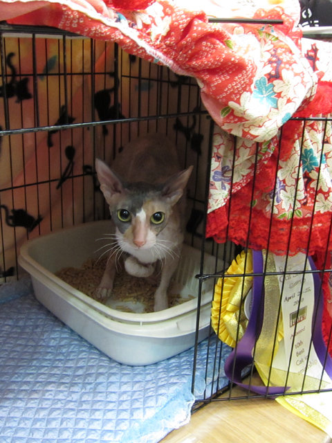 CFAキャットショー_e0048332_218257.jpg