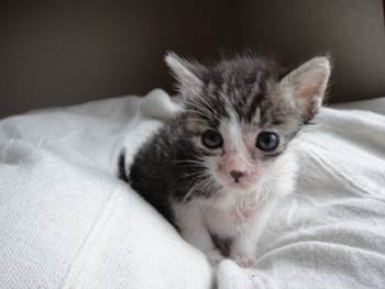子猫の耳が大きい 猫が来た ー子猫の飼い方ー 子猫の耳が大きい 猫が来た ー子猫の飼い方ー