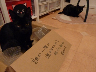 遊ぼっくす猫 のぇるろった編。_a0143140_21175934.jpg