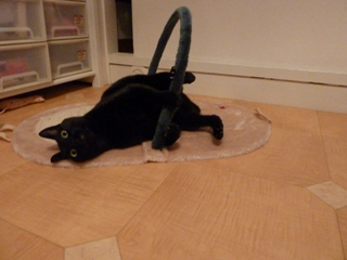 遊ぼっくす猫 のぇるろった編。_a0143140_21205010.jpg