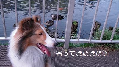 観察されている?!@お池の公園_e0195743_12523071.jpg