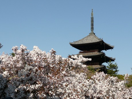 仁和寺の御室桜_c0057946_2013610.jpg