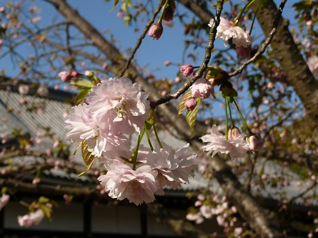 仁和寺の御室桜_c0057946_2033151.jpg