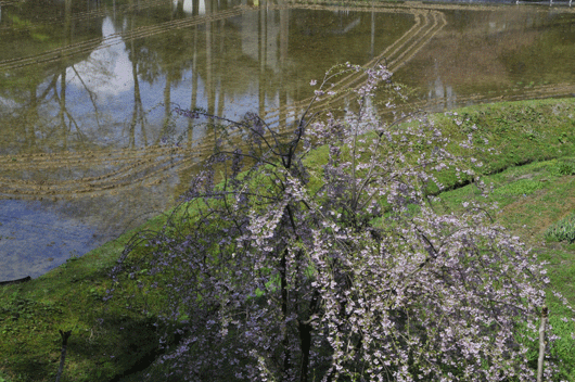 c0093046_655466.gif
