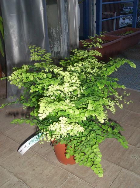 アジアンタム_e0128446_18454121.jpg