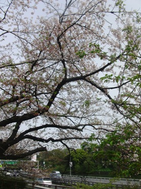 葉桜の千鳥ヶ淵散歩_f0197246_0402497.jpg