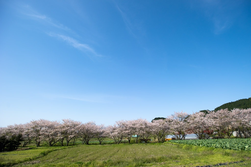 ★桜　2010.04.03 古賀市清瀧_b0023047_543537.jpg