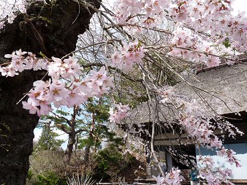 高森観音堂の桜_f0019247_853307.jpg