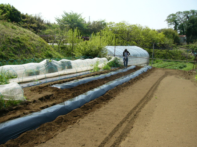 朝雉に会って・・・里芋の植えつけ・・代々自家種芋で・・・_c0222448_14482375.jpg