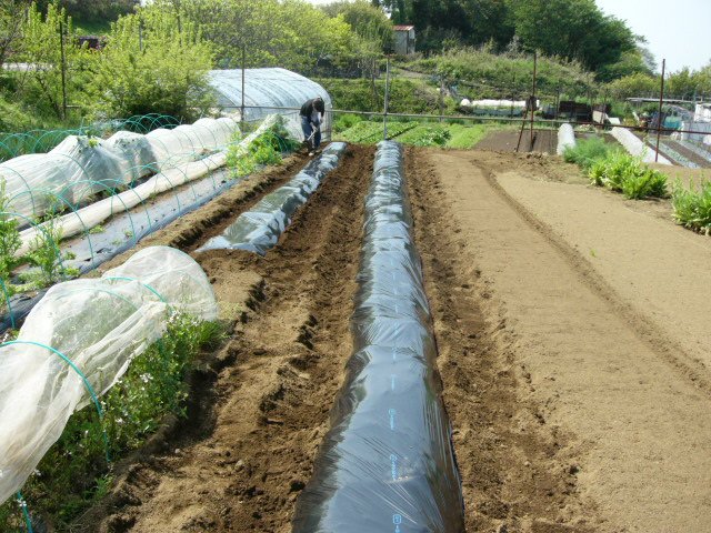 朝雉に会って・・・里芋の植えつけ・・代々自家種芋で・・・_c0222448_14483190.jpg