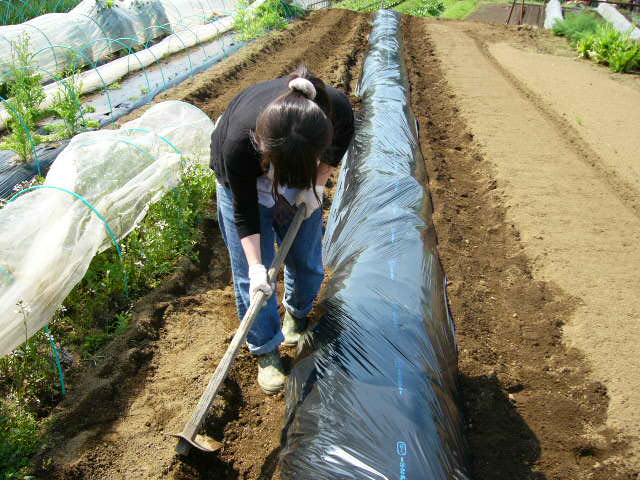 朝雉に会って・・・里芋の植えつけ・・代々自家種芋で・・・_c0222448_1448725.jpg