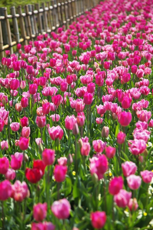 チューリップ Ⅱ_f0049152_18584879.jpg