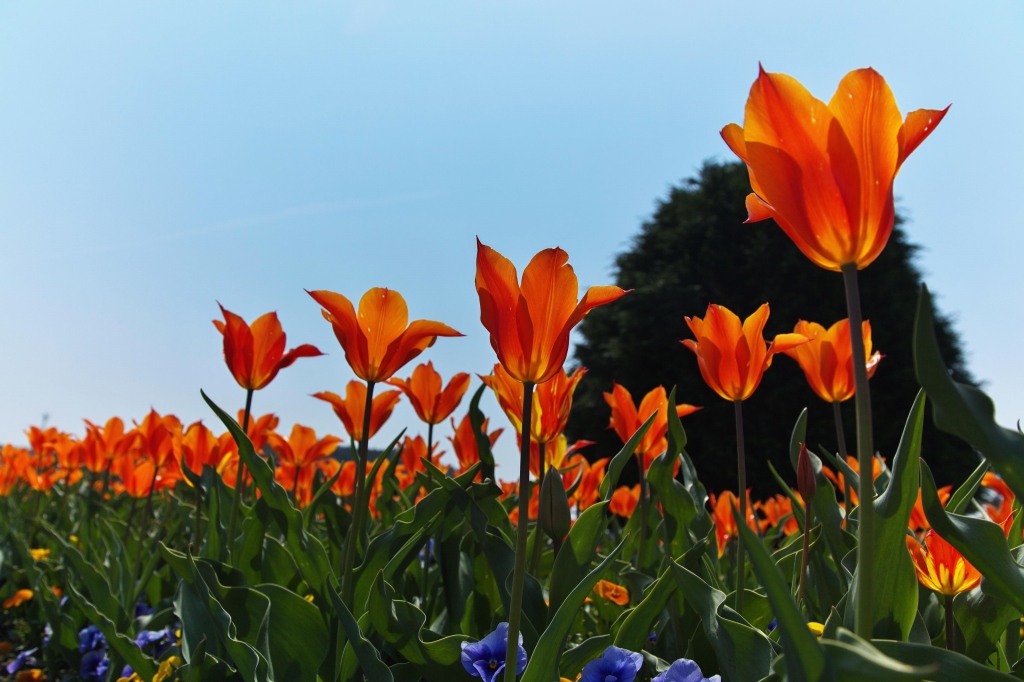 チューリップ Ⅱ_f0049152_1901338.jpg