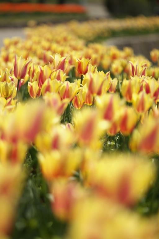 チューリップ Ⅱ_f0049152_192195.jpg