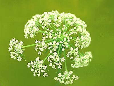 打ち上げ花火のようネ 人参の花 ガジャのねーさんの 空をみあげて Hazle Cucu