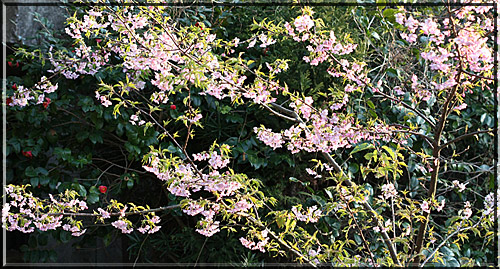 四浦半島の河津桜＆メジロ～_e0129453_122541.jpg