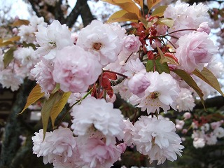 ☆浄教寺手毬桜は満開です☆_c0208355_12261559.jpg