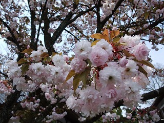 ☆浄教寺手毬桜は満開です☆_c0208355_12262736.jpg