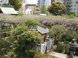 亀戸天神社の藤まつり_d0082655_15491322.jpg