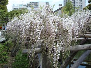 亀戸天神社の藤まつり_d0082655_15501134.jpg