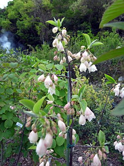 100426 山へ_b0129659_9493794.jpg