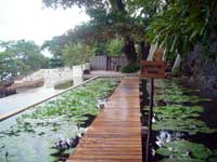 タイ旅行記⑧ ~海と森の生活~ _f0232060_19442166.jpg