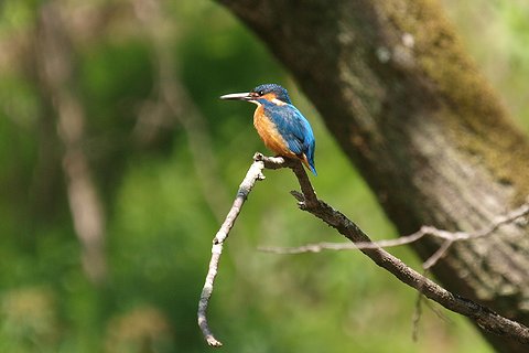 ちょこっと鳥見(岡崎自然体験の森） : PADDLER'S LOGBOOK