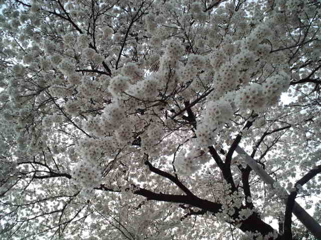 天神平☆_c0151965_20415067.jpg