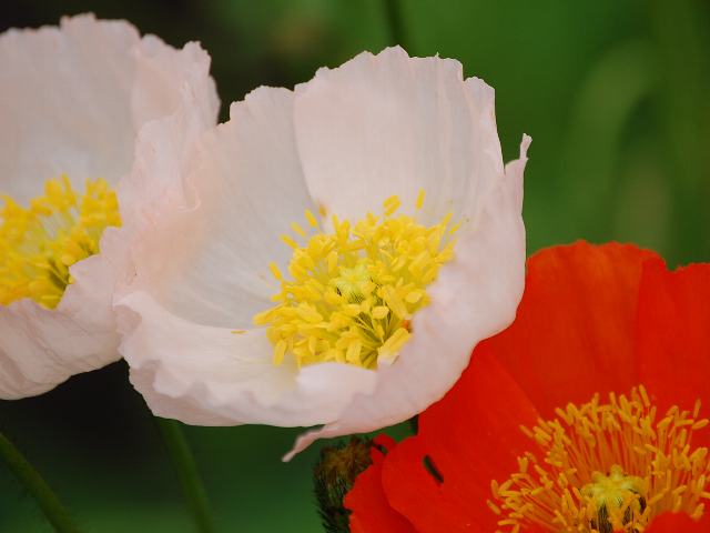 アイスランドポピー 新 四季の花