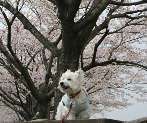 春のクンレン合宿　2010（その3）_c0039167_19564115.jpg