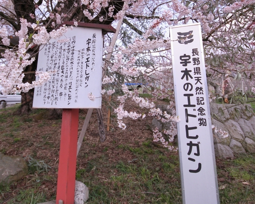 古代桜の旅　その5　最終回　　千歳桜_d0132769_19512079.jpg