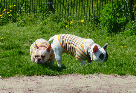 d0152869_22512354.gif