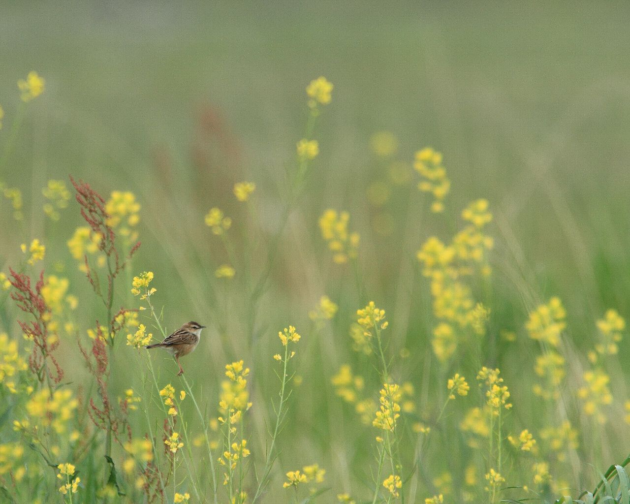 セッカとカラシナ：　春らしい綺麗な野鳥の壁紙_f0105570_21594072.jpg