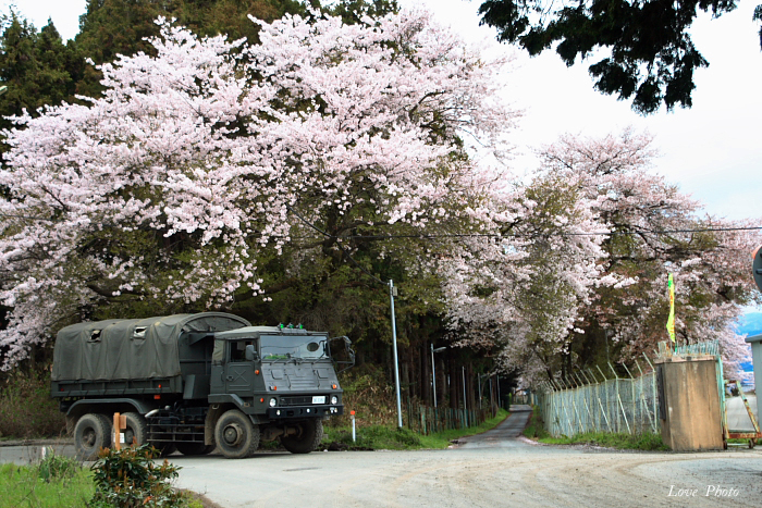 桜を求めて琵琶湖一周ドライブ　③_a0116472_0124488.jpg