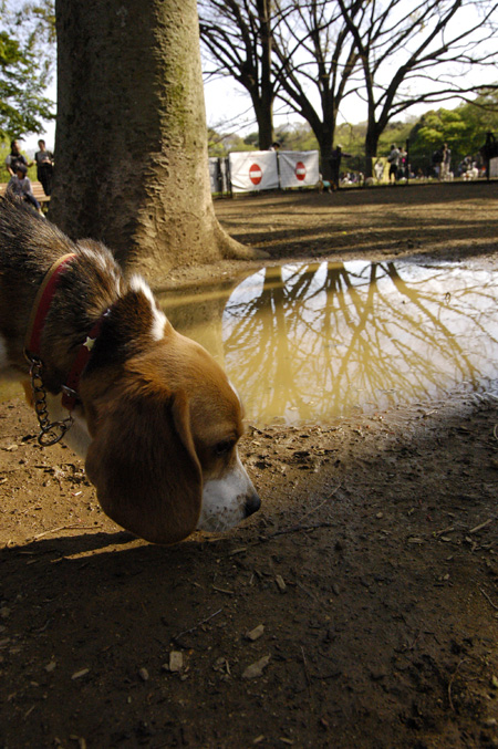 代々木公園わんわんカーニバル2010_b0035072_152033.jpg